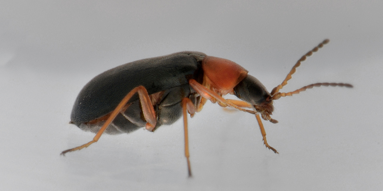 Malachiidae: Hypebaeus sp.